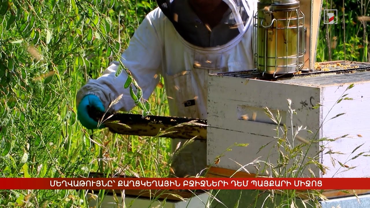 Մեղվաթույնը՝ քաղցկեղային բջիջների դեմ պայքարի միջոց