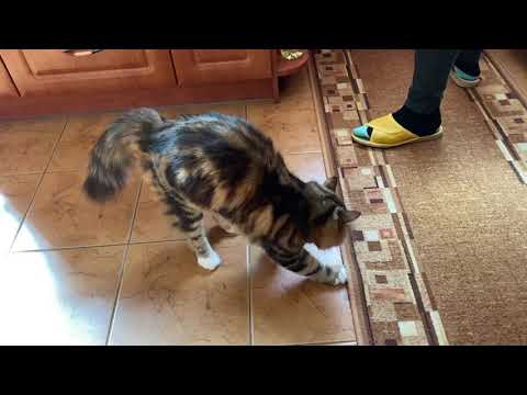 Kot Syberyjski Rabah  i jego dywan. Siberian cat and the carpet