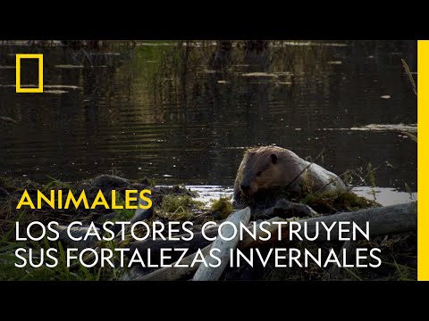 Así construyen los castores sus fortalezas invernales | NATIONAL GEOGRAPHIC ESPAÑA