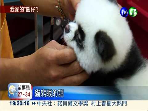 飼主"黑白"染... 把狗狗變貓熊!