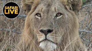 safariLIVE - Sunrise Safari - August 06, 2019