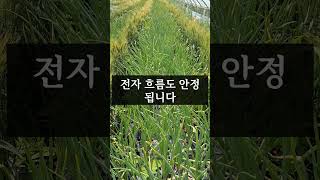 폭염에도 안 무너지는 이유 [이장집 에너지 농법]  #farming