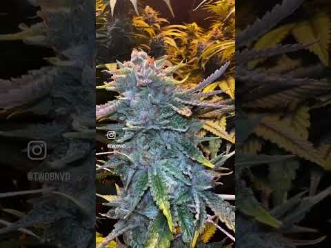 #chronic #sativa #organic #bud #runtzbreath #organic #hybrid #za #cultivator #florist #thc