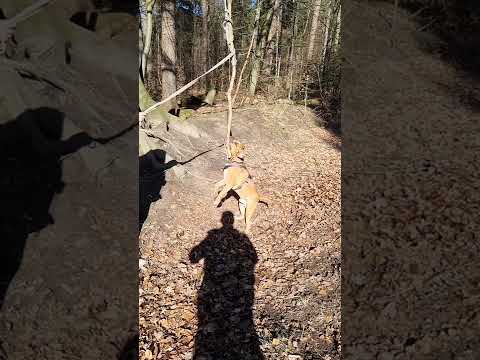 American Staffordshire Terrier amstaff