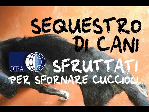 I vermi dormono il disordine Verme a pollo