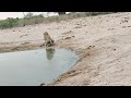 Lion grabs lioness by the tail before 
