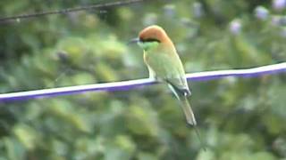 preview picture of video 'Green Bee-Eater (sunbathing!)'