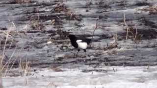 Prairie Life: Black and White...