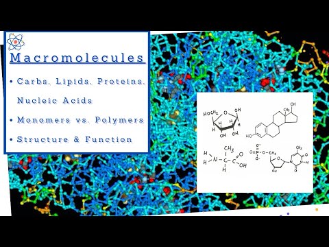 Biology 101 (BSC1010) Chapter 5 - The Structure and Function of Large Biological Molecules