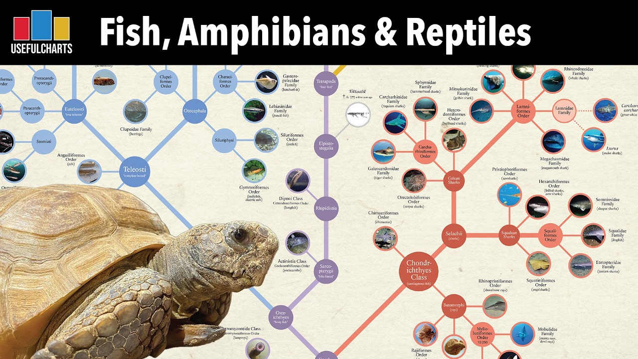 Family Tree of Fish, Amphibians & Reptiles