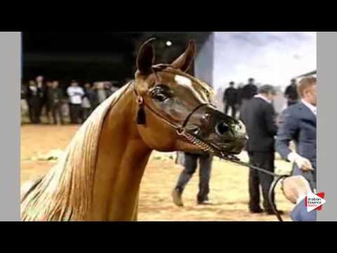 Fillies Championship - Class 14