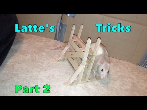 Latte's Amazing Rat Tricks Part 2