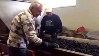 Grapes on the Move at Tenuta Piannirossi in Tuscany