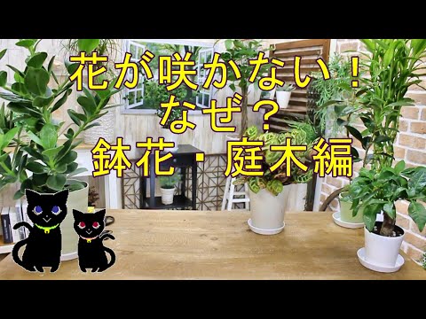 鉢でツツジを育てる