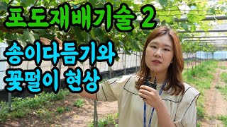 [생생정보農 08편] 거봉(대립계) 송이다듬기와 꽃떨이현상