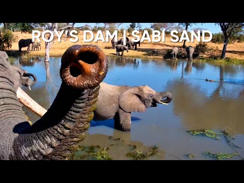 Live Wildlife Stream at Roy’s Dam | Sabi Sand, South Africa