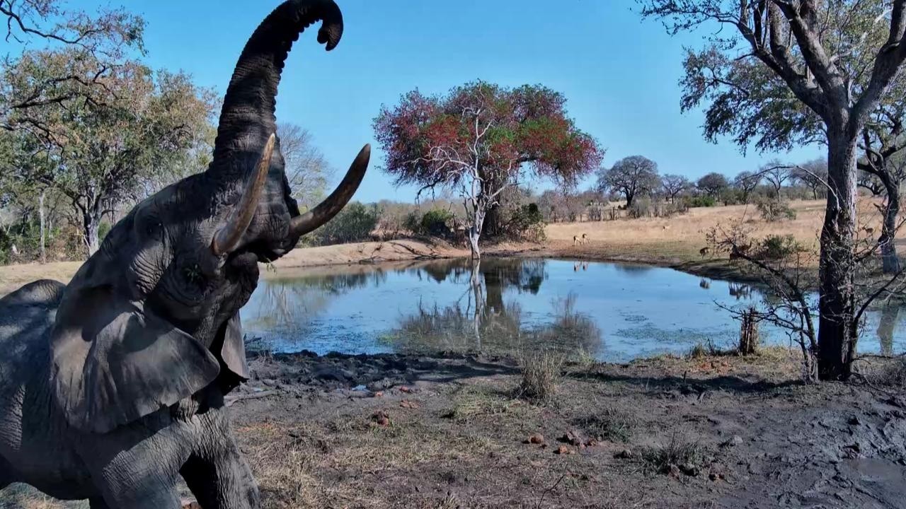 Live webcam view of Roy's Dam Safari Waterhole Cam