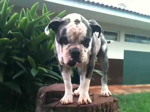 Hugo Adonis - Bolinha de tennis