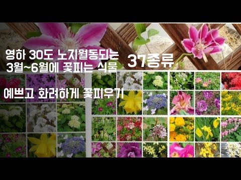 , title : '영하 30도 노지월동되는  3월~6월에 꽃피는식물 37종류/꽃 예쁘고 화려하게 키우기/정원가꾸기'
