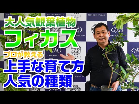 夏の間に屋外の鉢植えのイチジク