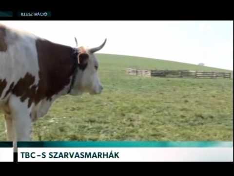 Ascaris bika szalagféreg