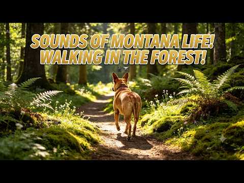Backwoods Walk Cover