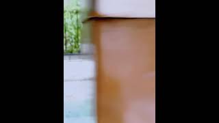 BITYSIEシースルー素材　ハイネックボディスーツ ｜Tバック（イタリアンシアー素材）