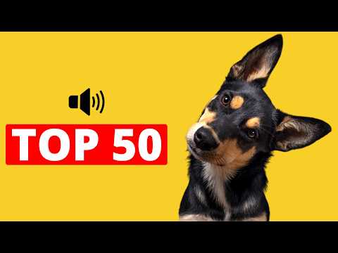 Top 50 DOG Sounds For Dogs To Bark &amp; Tilt Their Heads