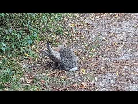 2022-10-03 Wildlife In De Hoge Veluwe - Netherlands