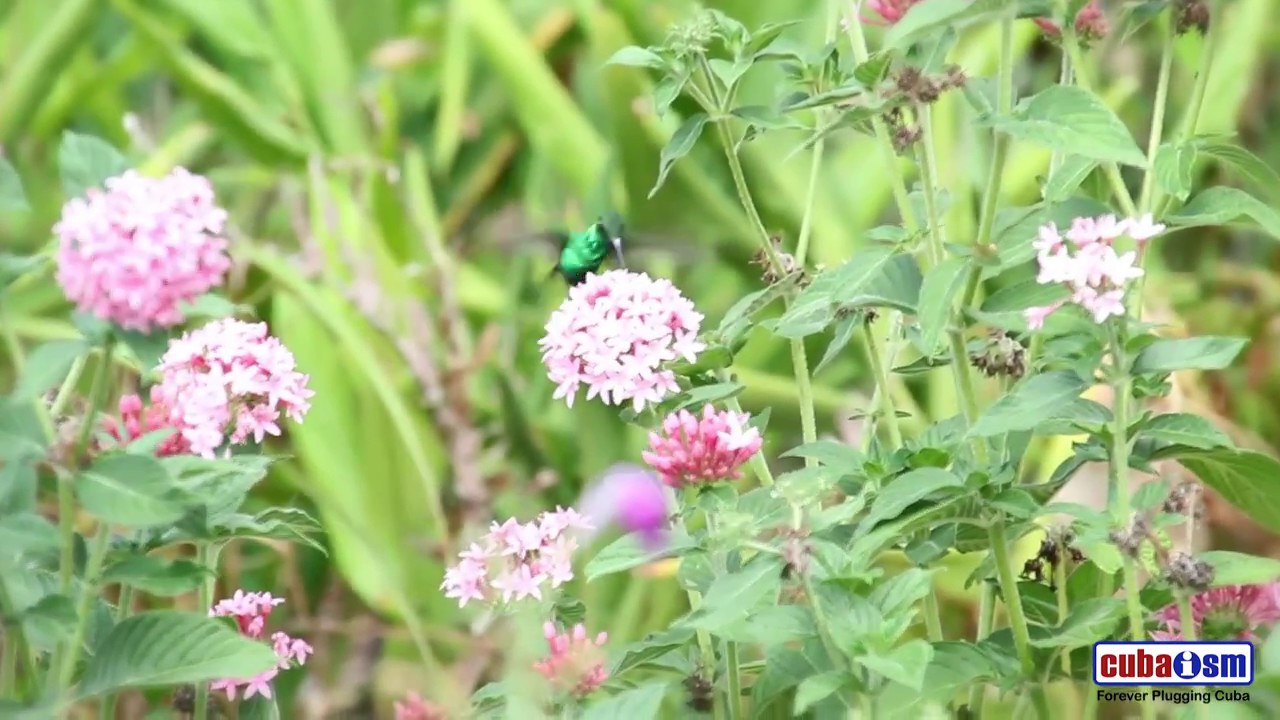 Bird Watching in Soroa - 043v01