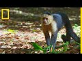 Le capucin à face blanche, primate le plus intelligent du Costa Rica