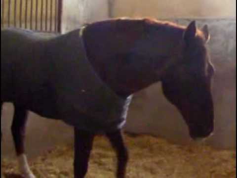 Brentano II napping in his stall