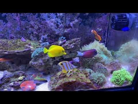 D AND D PRO REEF ATI STRATON LIT