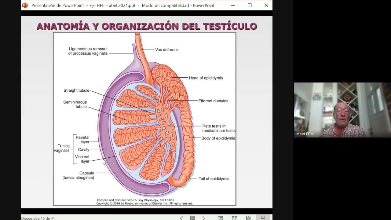 Sexualidad, Género y Reproducción: Seminario Disciplinar - Eje Hipotalamo-Hipófiso-Testicular