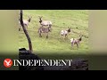 Herd Of Wild Elk Adopt Donkey In California
