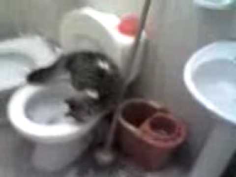 Gato En El Baño De Andrea De Albeiro