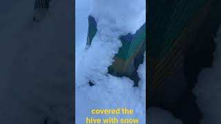 Download lagu covered the hive with snow mp3