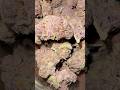 This Is Some Heat Dopeasyola Tulsa Weedcommunity 420 Cannabisdaily