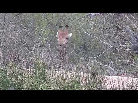 Djuma: Giraffe head from other dide of the dam wall - 06:46 - 10/07/21
