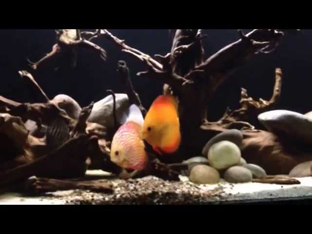 Discus fish in there 6ft custom built aquarium