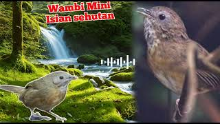 Download lagu Wambi mini full isian terapi air‼️💯 mp3