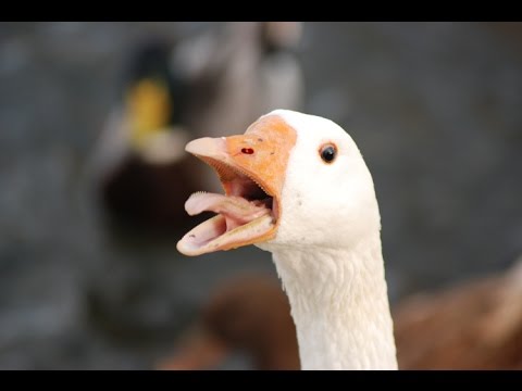 When Ducks Attack