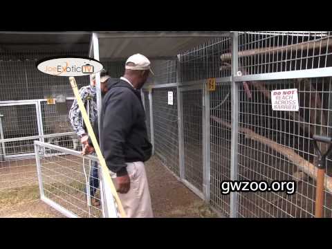 GW Zoo Animal Spotlight - Serval Chief
