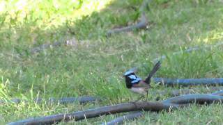 Natural pest control with Willie wag tails, Fairy wrens & Koo...