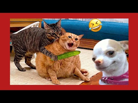 Funny Pets Trying To Escape!