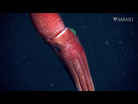 Deep-sea sighting: The strawberry squid’s mismatched eyes are the perfect pair