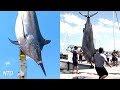 Massive 1433 Pound 650kg Black Marlin Caught Off Australia Coast
