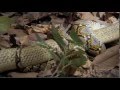 World S Deadliest King Cobra Vs Reticulated Python