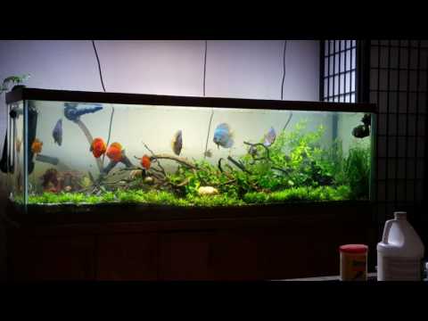 My 125g planted discus tank