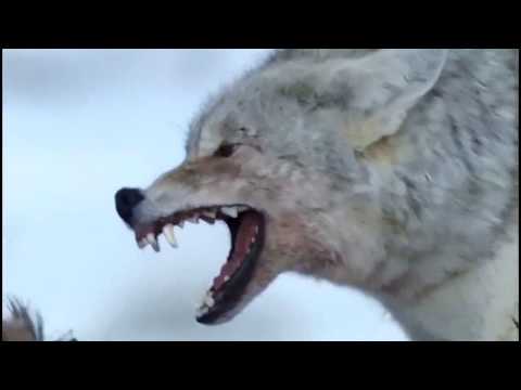 WOLVES * Last Ride Of The Day * Nightwish feat. Tony Kakko {UNofficial} music video [HD]